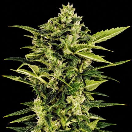 Green House Seeds Auto Bomb – Blütenaufnahme vor schwarzem Hintergrund