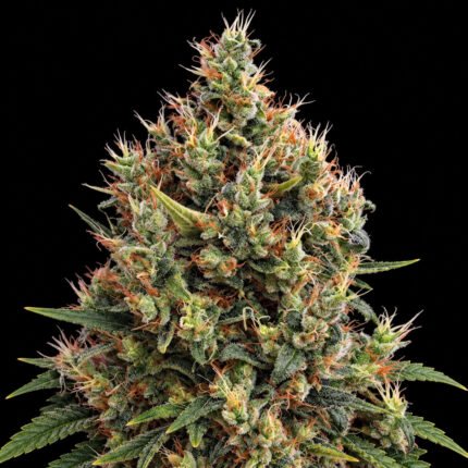 Green House Seeds Big Bang Auto – Blütenaufnahme vor schwarzem Hintergrund
