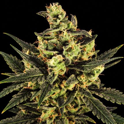 Green House Seeds Cheese – Blütenaufnahme vor schwarzem Hintergrund