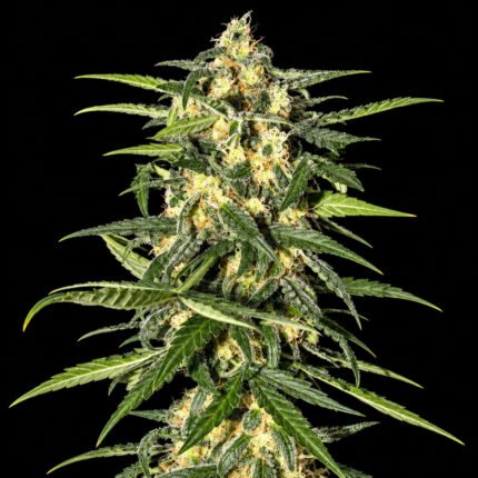 Green House Seeds Jack Herer Auto – Blütenaufnahme vor schwarzem Hintergrund