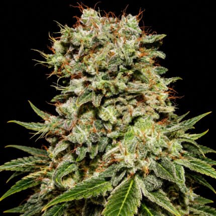 Green House Seeds Kalashnikova – Blütenaufnahme vor schwarzem Hintergrund