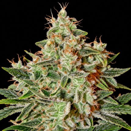 Green House Seeds Lemon Skunk – Blütenaufnahme vor schwarzem Hintergrund