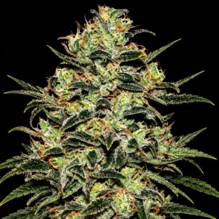 Green House Seeds Moby Dick – Blütenaufnahme vor schwarzem Hintergrund