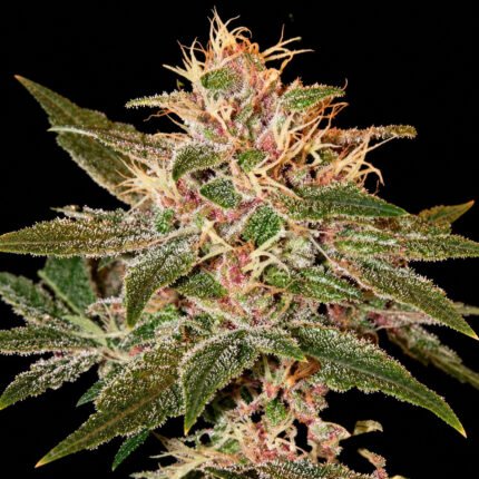 Green House Seeds Pure Kush – Blütenaufnahme vor schwarzem Hintergrund