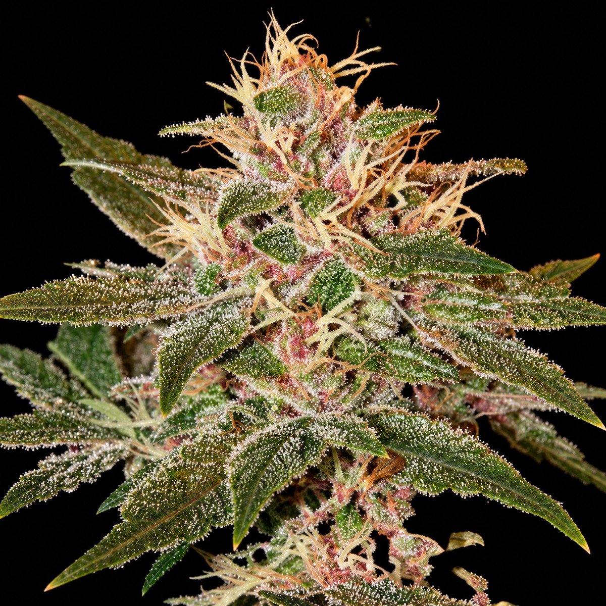 Green House Seeds Pure Kush – vollständiger Bildausschnitt Green House Seeds Pure Kush – Blütenaufnahme vor schwarzem Hintergrund