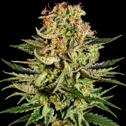 Green House Seeds Super Bud – Blütenaufnahme vor schwarzem Hintergrund