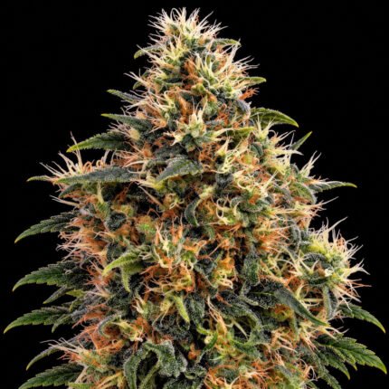 Green House Seeds Sweet Mango Auto – Blütenaufnahme vor schwarzem Hintergrund