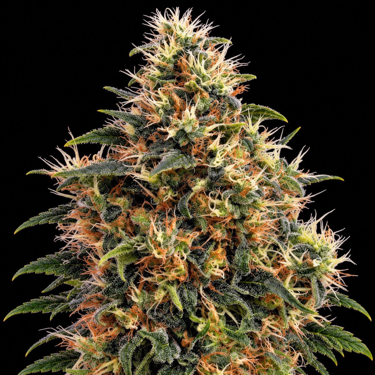 Green House Seeds Sweet Mango Auto – vollständiger Bildausschnitt Green House Seeds Sweet Mango Auto – Blütenaufnahme vor schwarzem Hintergrund
