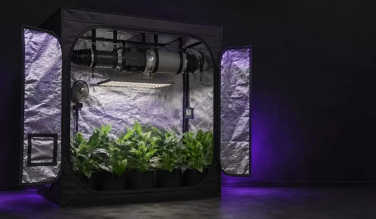 Indoor Growing mit Growzelt: offenes Zelt mit LED Grow Lampe, Abluft mit Aktivkohlefilter, Ventilator und Pflanzen in Stofftöpfen