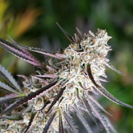 Humboldt Seeds Florida Gaspack