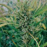 Mango OG Auto | Humboldt Seeds