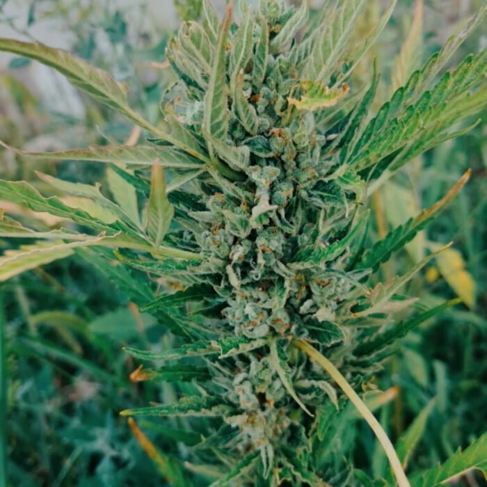 Mango OG Auto | Humboldt Seeds
