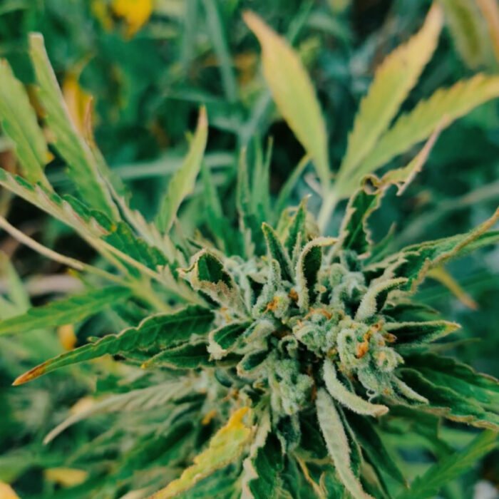 Mango OG Auto | Humboldt Seeds