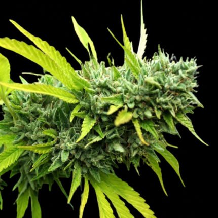 Mango OG Auto | Humboldt Seeds - Cannabissamen