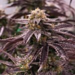 Humboldt Seeds | OGKZ Auto