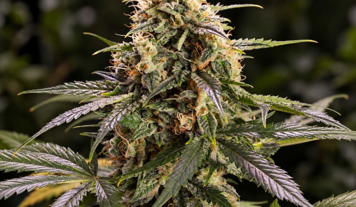 Frostige Cannabis-Blüte mit hellgrünen Blättern und orangefarbenen Stempeln einer Humboldt Seeds Sorte