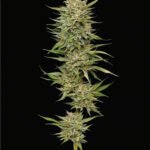 OG Kush Auto | Humboldt Seeds