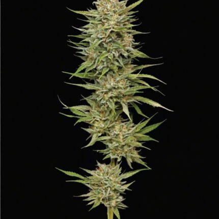 OG Kush Auto | Humboldt Seeds