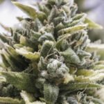 OG Kush Auto | Humboldt Seeds