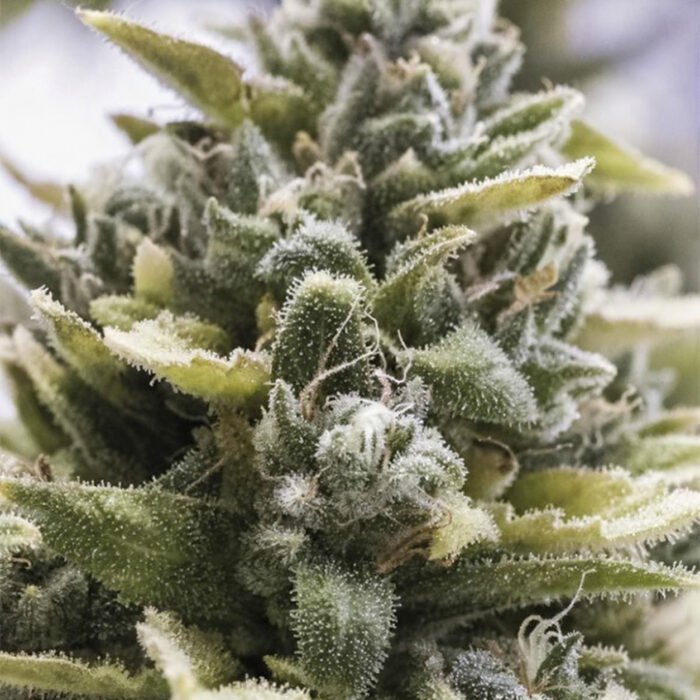 OG Kush Auto | Humboldt Seeds