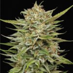 OG Kush Auto | Humboldt Seeds - Cannabissamen