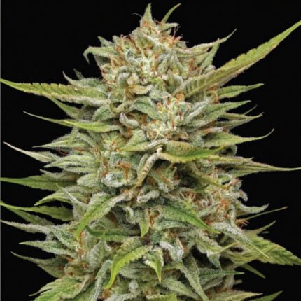 OG Kush Auto | Humboldt Seeds - Cannabissamen