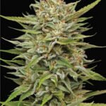 OG Kush Auto | Humboldt Seeds