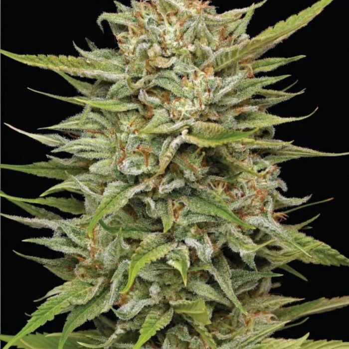 OG Kush Auto | Humboldt Seeds