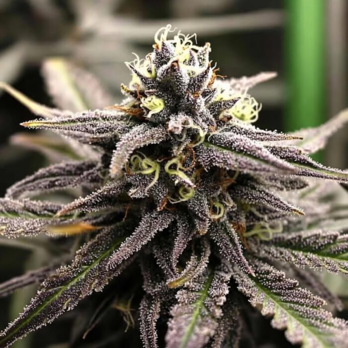 OGKZ Auto | Humboldt Seeds