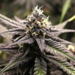 OGKZ Auto | Humboldt Seeds