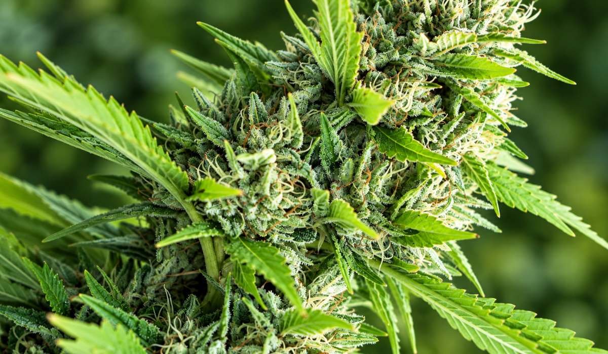 Hellgrüne Cannabis-Blüte mit weißen Stempeln vor unscharfem grünem Hintergrund