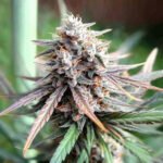Ice Cream Cake Fast Flowering | Humboldt Seeds
