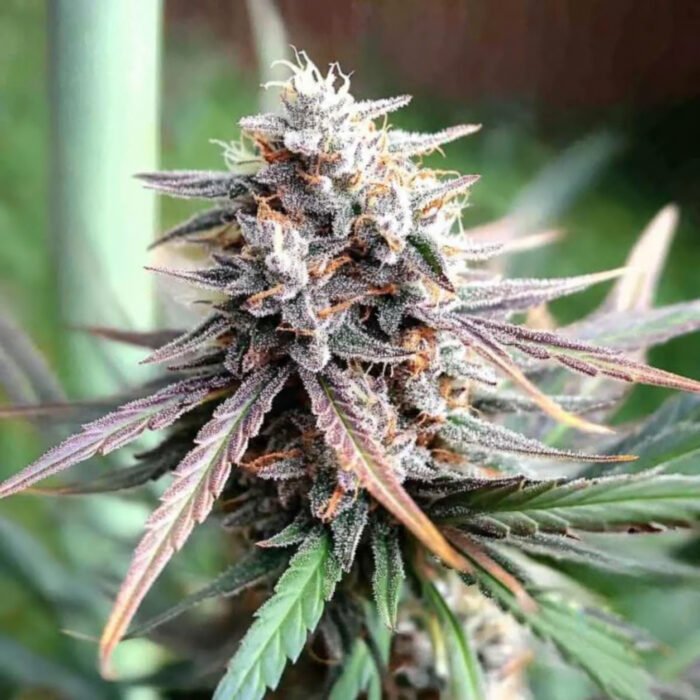 Ice Cream Cake Fast Flowering | Humboldt Seeds