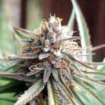 Ice Cream Cake Fast Flowering | Humboldt Seeds