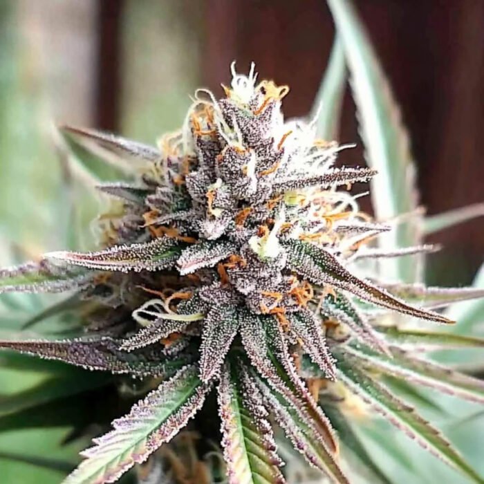 Ice Cream Cake Fast Flowering | Humboldt Seeds