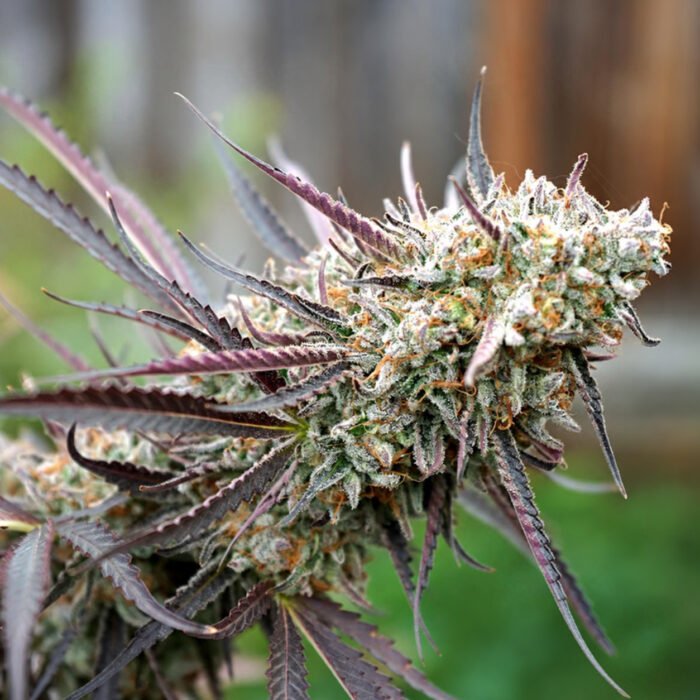 Ice Cream Cake Fast Flowering | Humboldt Seeds