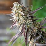 Ice Cream Cake Fast Flowering | Humboldt Seeds