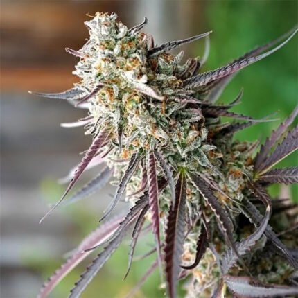 Ice Cream Cake Fast Flowering | Humboldt Seeds