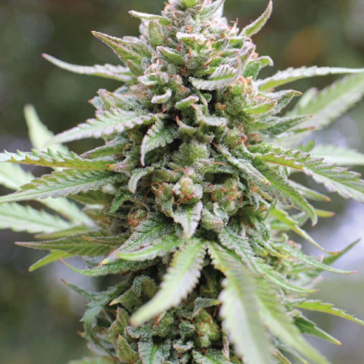 Lemon Citron | Humboldt Seeds Lemon Citron | Humboldt Seeds