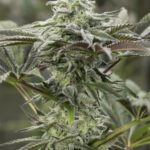 Lemon Citron | Humboldt Seeds - Cannabissamen