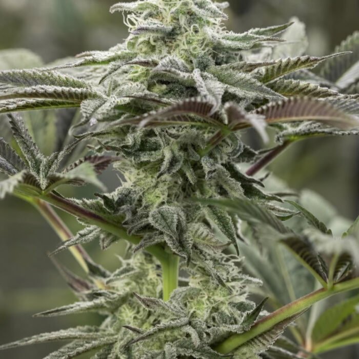 Lemon Citron | Humboldt Seeds - Cannabissamen
