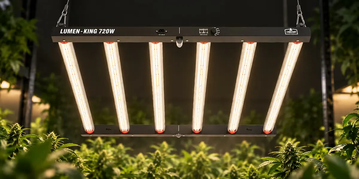 Cannabis Beleuchtung mit Lumen King 720W: LED Grow Lampe mit sechs Vollspektrum-Leisten über blühenden Cannabispflanzen im Growraum