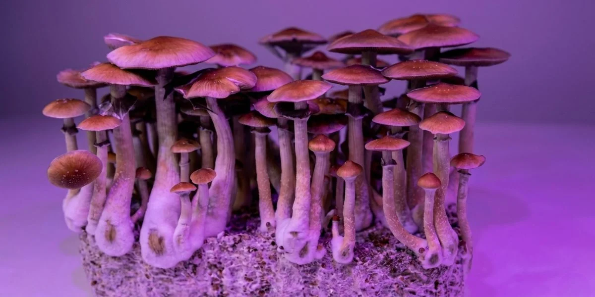 Pilzkultur mit zahlreichen Fruchtkörpern auf durchwachsenem Substratblock unter violettem Licht
