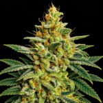 Allkush – Blütenaufnahme vor schwarzem Hintergrund