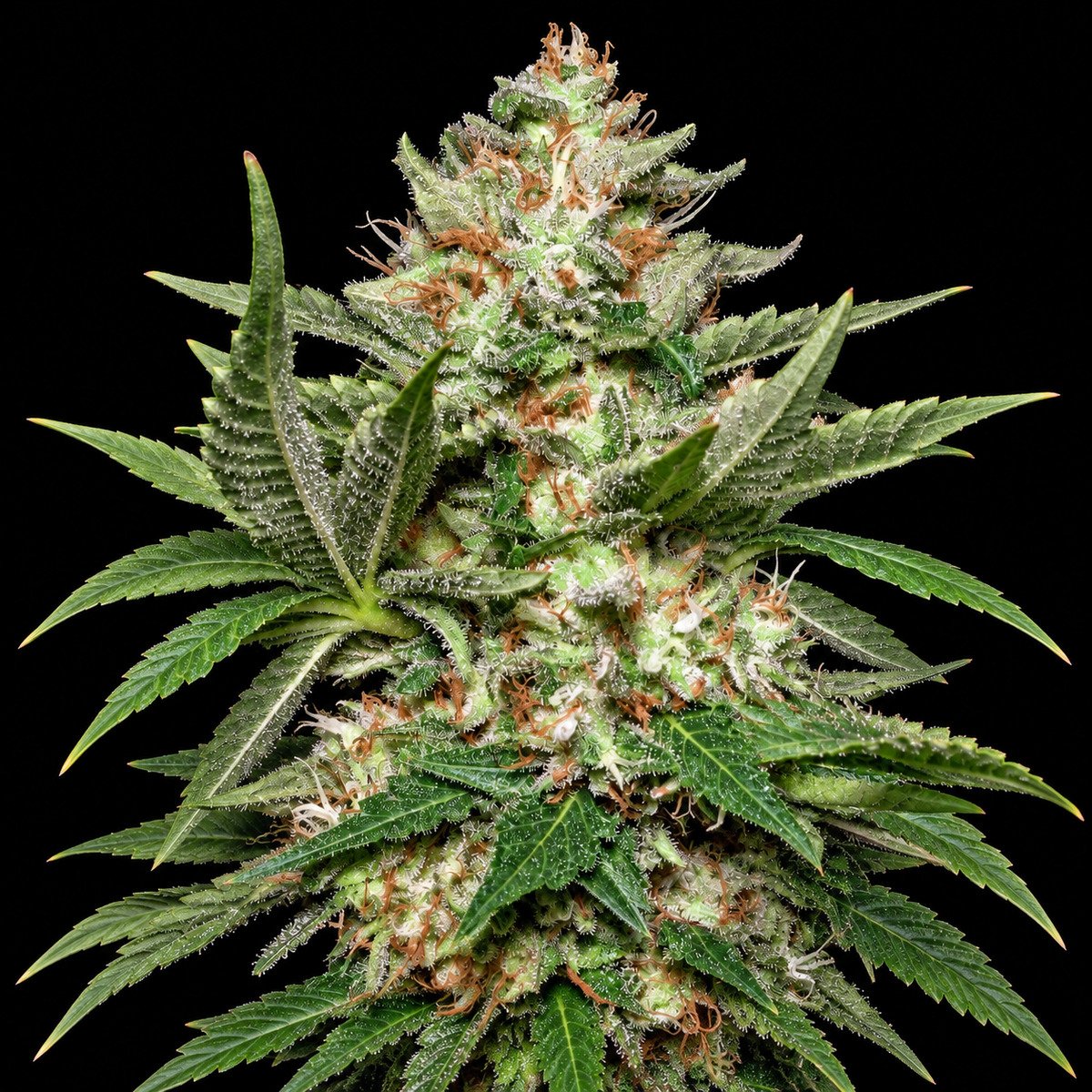 Paradise Seeds Auto Kong 4 – vollständiger Bildausschnitt Auto Kong 4 – Blütenaufnahme vor schwarzem Hintergrund