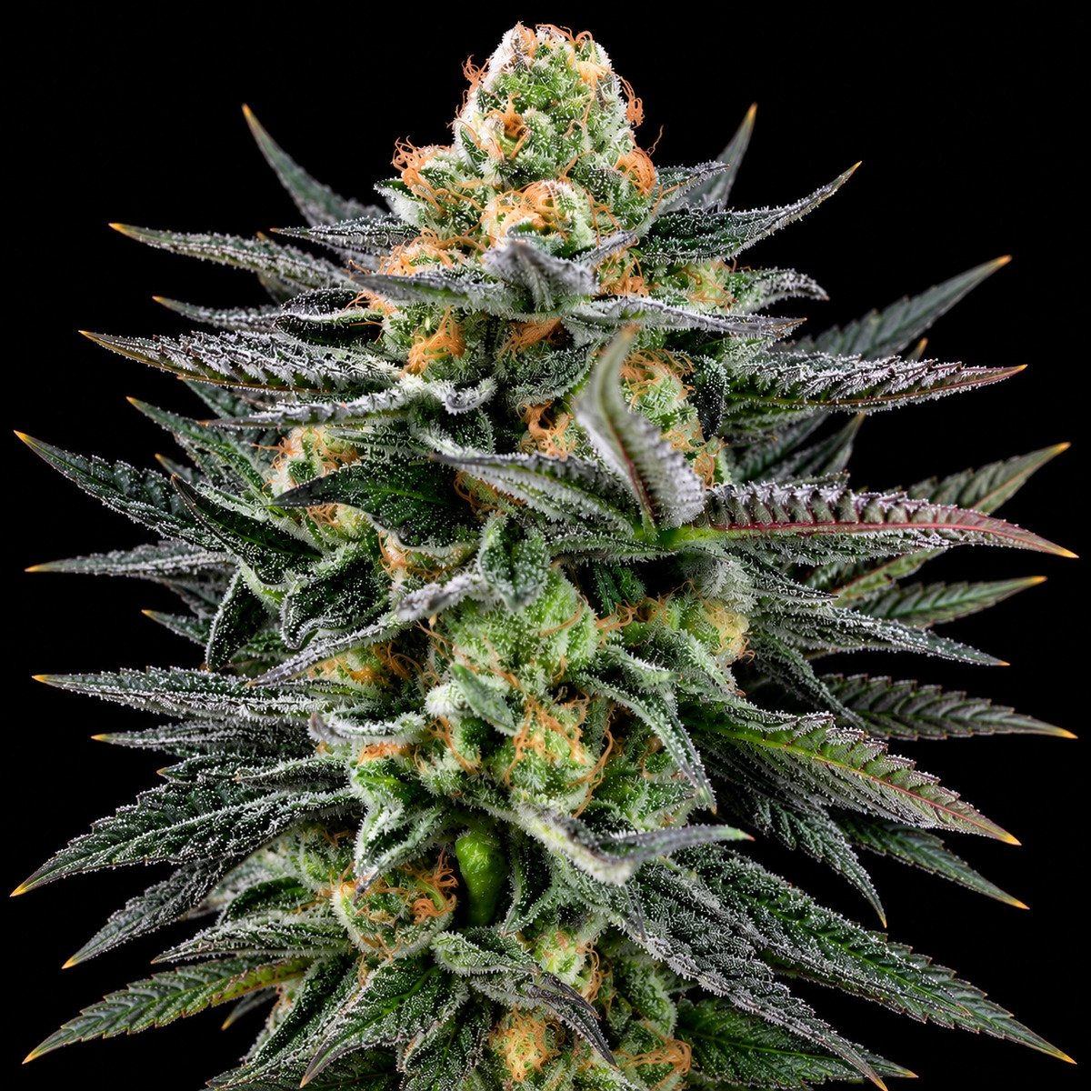 Paradise Seeds Caramba – vollständiger Bildausschnitt Caramba – Blütenaufnahme vor schwarzem Hintergrund