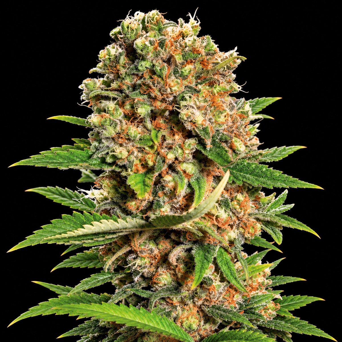 Paradise Seeds Mendocino Skunk – vollständiger Bildausschnitt Mendocino Skunk – Blütenaufnahme vor schwarzem Hintergrund