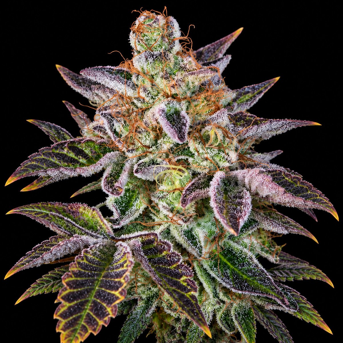 Paradise Seeds Sweetopia – vollständiger Bildausschnitt Sweetopia – Blütenaufnahme vor schwarzem Hintergrund