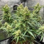 Pineapple Chem Auto - Humboldt Seeds