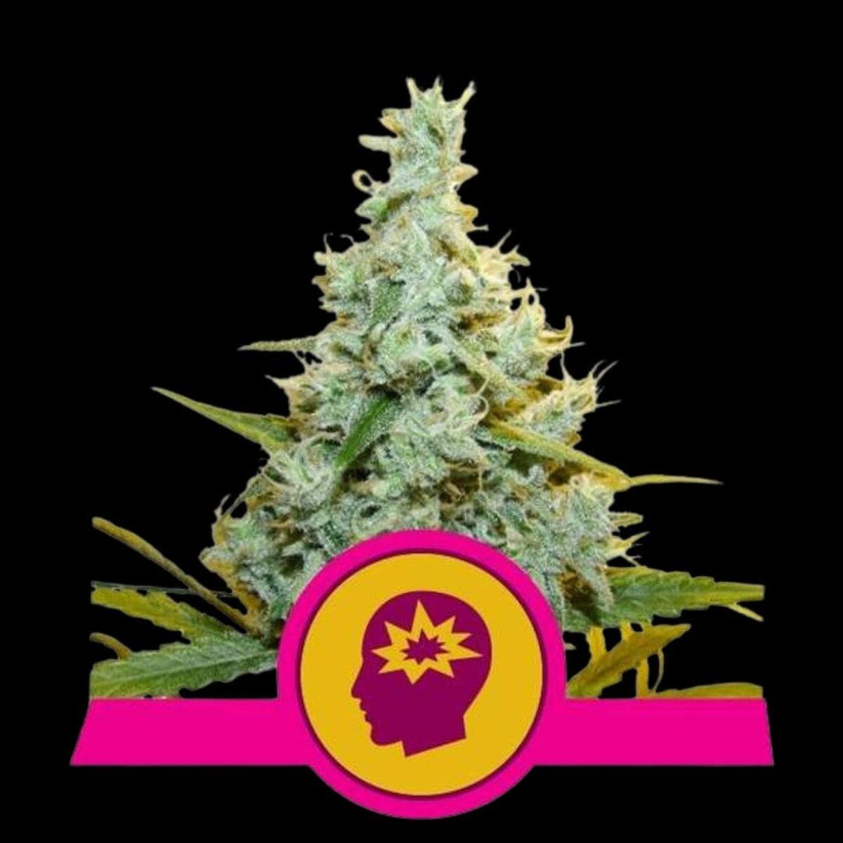 royal-queen-seeds-amg-amnesia-mac-ganja Royal Queen Seeds AMG Amnesia Mac Ganja - Hanfsamen